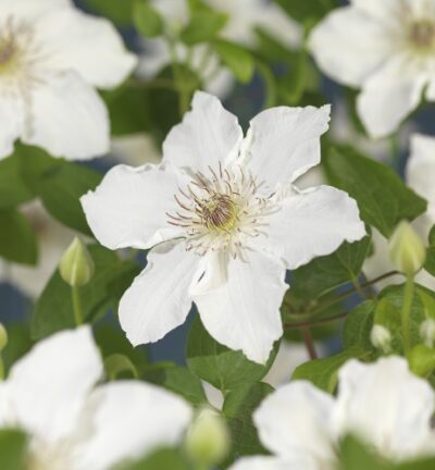 Clematis patens ´Destiny´ - Bosrank