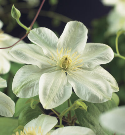 Clematis patens ´Guernsey Cream´ - Bosrank