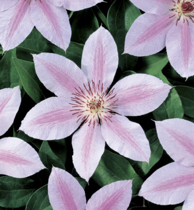 Clematis patens ´John Paul II' - Bosrank