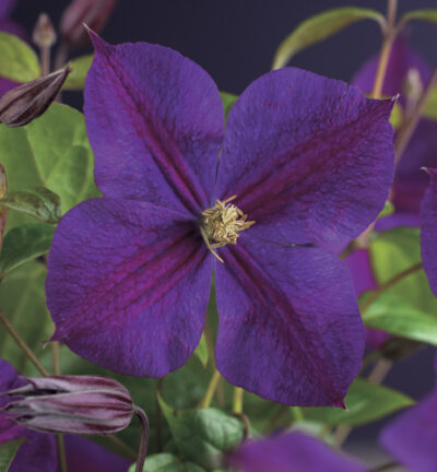 Clematis patens ´Star of India´ - Bosrank