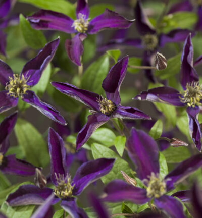 Clematis ´Noora´ - Bosrank