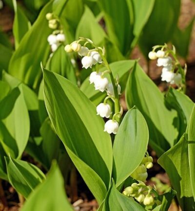 Convallaria Majalis - Lelietje van dalen