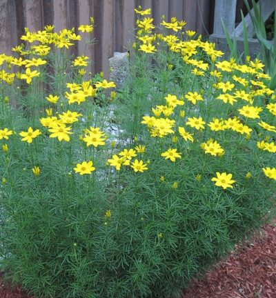Coreopsis verticillata 'Grandiflora' - Meisjesogen