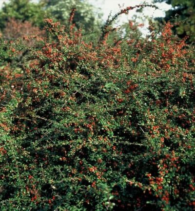 Cotoneaster suecicus 'Coral Beauty' - Groenblijvende Dwergmispel