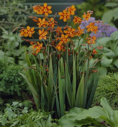 Crocosmia 'Emily McKenzie' - Montbretia