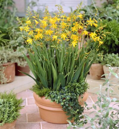 Crocosmia 'George Davidson' - Montbretia