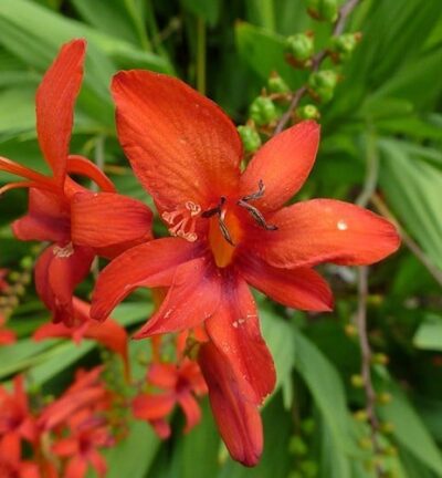 Crocosmia 'Lucifer' - Montbretia