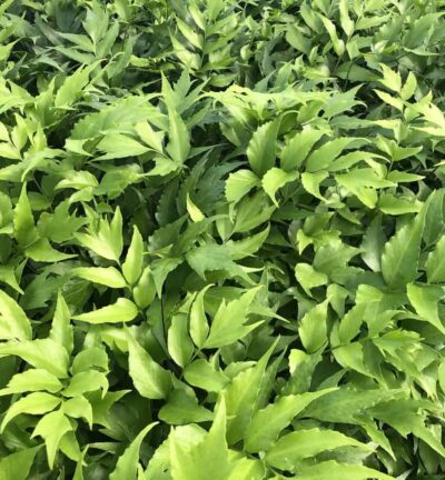 Cyrtomium 'falcatum' - IJzervaren