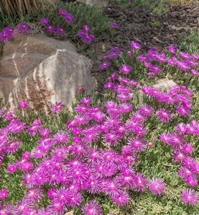 Delosperma 'Cooperi' - Eisblume
