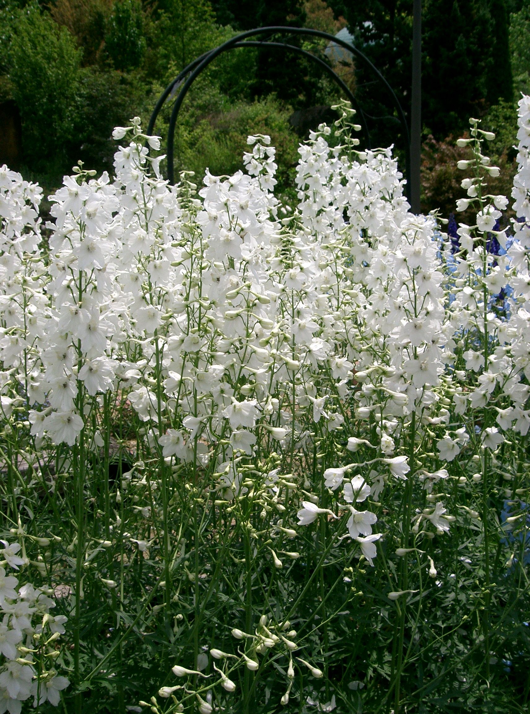 Delphinium 'Galahad' - Ridderspoor - PlantBezorgd