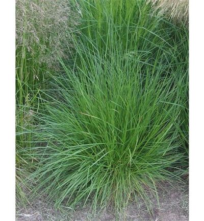 Deschampsia Cespitosa - Ruwe smele