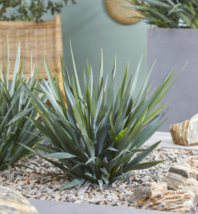 Dianella revoluta Blue Stream - Dianella