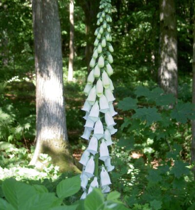 Digitalis purpurea 'Alba' - Vingerhoedskruid