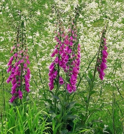 Digitalis purpurea - Fingerhut