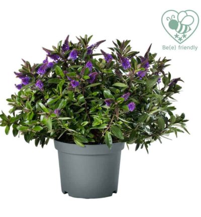 Hebe Addenda Donna 'Emma' - Strauchveronika