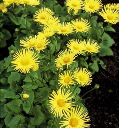 Doronicum Orientale 'Leonardo' - Voorjaarszonnebloem