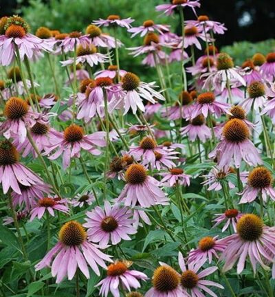 Echinacea 'Pallida' - Egelzonnehoed