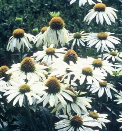 Echinacea Purpurea 'Alba' - Zonnehoed