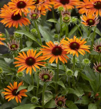 Echinacea Purpurea 'Orange Skipper' - Zonnehoed