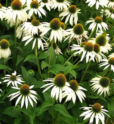 Echinacea purpurea 'White Swan' - Zonnehoed