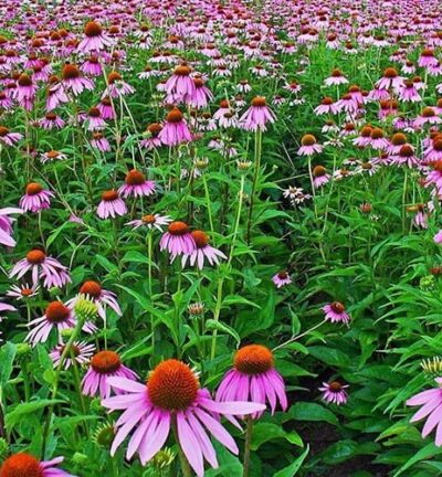 Echinacea purpurea - Zonnehoed