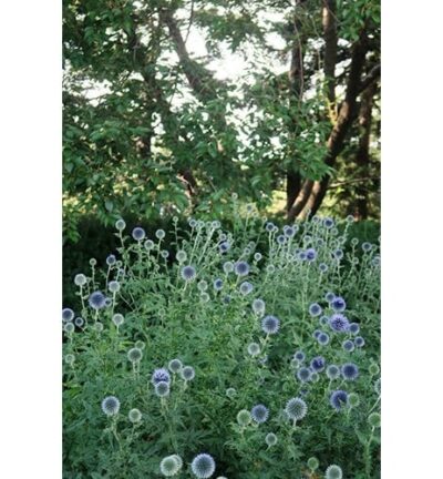 Echinops 'Bannaticus' - Kogeldistel