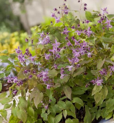 Epimedium Grandiflorum Lilafee - Elfenbloem