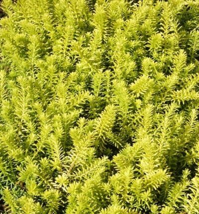 Erica carnea 'Aurea' - Winterheide