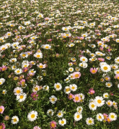 Erigeron Karvinskianus - Fijnstraal