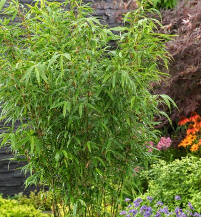 Fargesia nitida 'Volcano' - Niet-woekerende bamboe