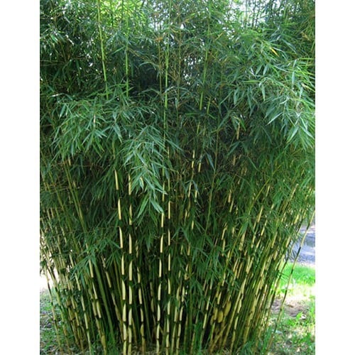 Leer slikken Ontvangende machine Fargesia robusta 'Formidable' - Niet-woekerende bamboe - PlantBezorgd