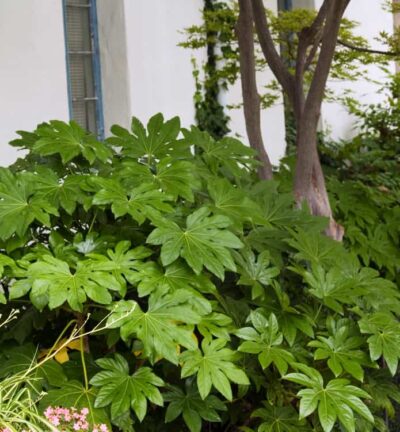 Fatsia japonica - Vingerplant