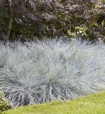 Festuca Glauca 'Intense Blue' - Blauw Schapengras