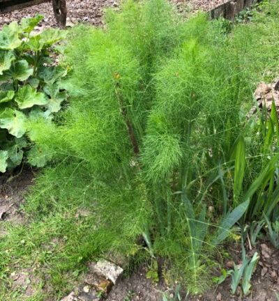Foeniculum vulgare  - Venkel