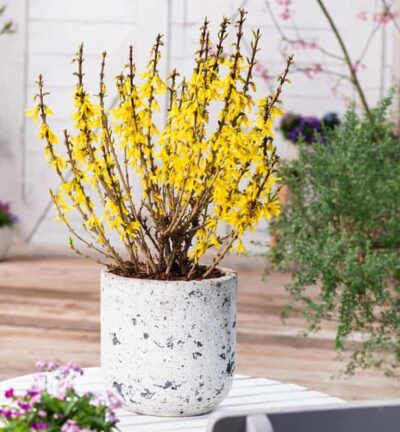 Forsythia intermedia 'Nimbus' - Chinees klokje