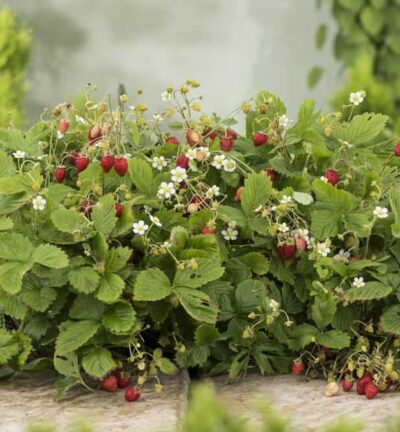 Fragaria vesca 'Alexandria' - Bosaardbei
