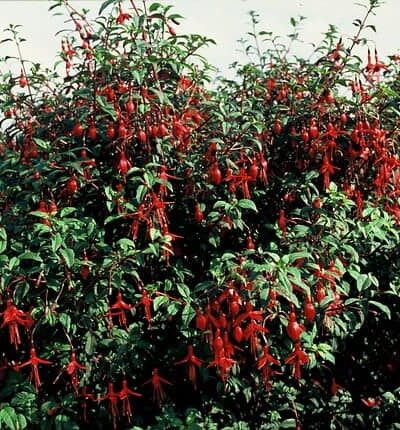 Fuchsia 'Riccartonii' - Bellenplant