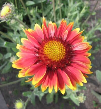 Gaillardia 'Burgunder' - Kokardebloem