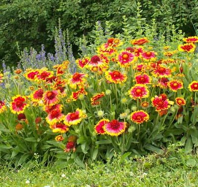 Gaillardia 'Kobold' - Kokardebloem