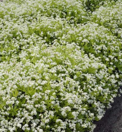 Galium odoratum - Lievevrouwebedstro