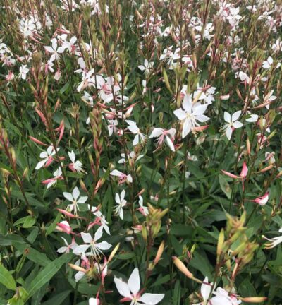 Gaura lindheimeri 'Whirling Butterflies' - Lindheimers prachtkaars