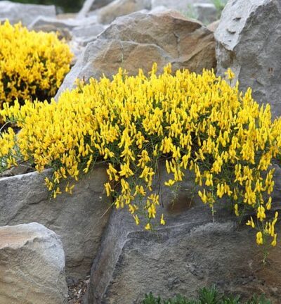 Genista lydia - Heidebrem