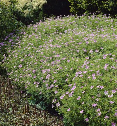 Geranium Endressii - Ooievaarsbek