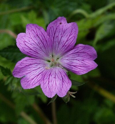 Geranium Endressii 'Wargrave Pink' - Ooievaarsbek