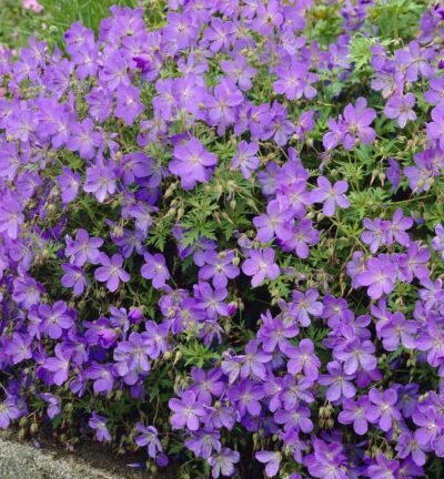 Geranium 'Johnson’s Blue' - Ooievaarsbek
