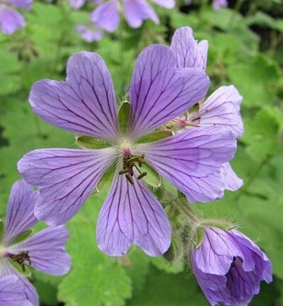 Geranium 'Philippe Vapelle' - Ooievaarsbek