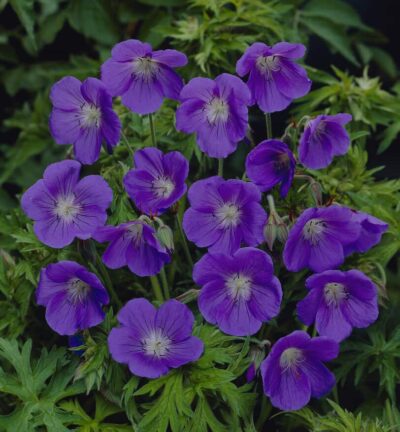 Geranium 'Pratense' - Ooievaarsbek