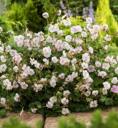 Geranium cantabrigiense 'St. Ola' - Storchenschnabel