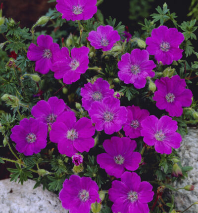 Geranium sanguineum - Ooievaarsbek