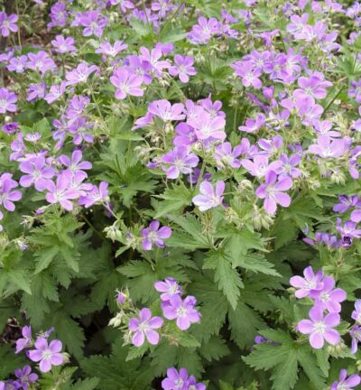 Geranium sylvaticum 'Mayflower' - Ooievaarsbek